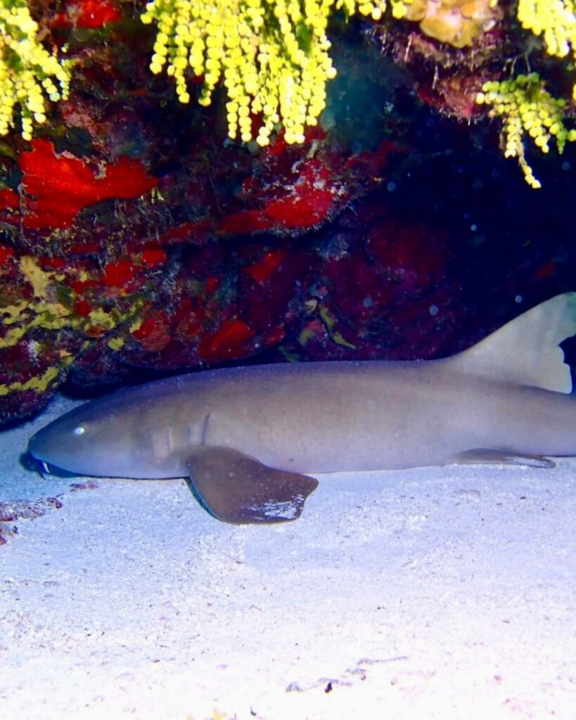 A nurse shark resting under a coral ledge on a Cozumel reef dive site