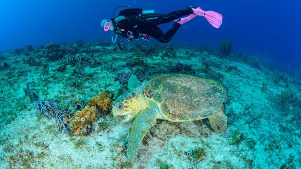 A sea turtle gliding along a coral reef wall with a diver exploring Cozumel marine life