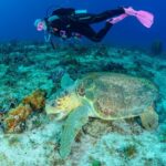 A sea turtle gliding along a coral reef wall with a diver exploring Cozumel marine life