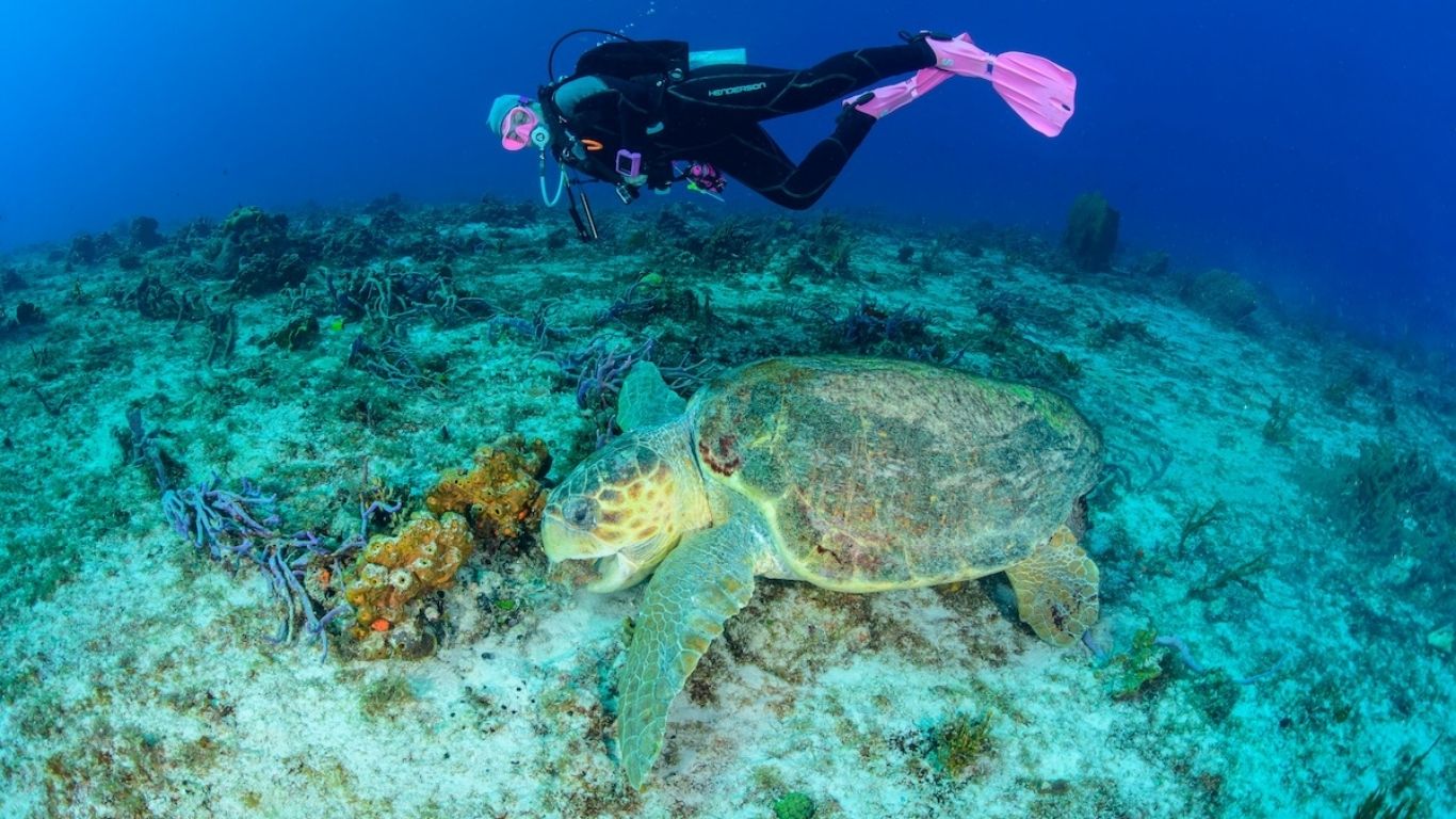 A sea turtle gliding along a coral reef wall with a diver exploring Cozumel marine life