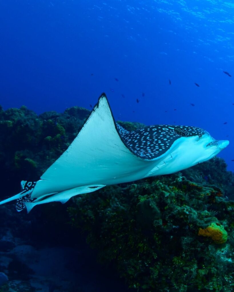A spotted eagle ray gliding through open blue water above Cozumel's reef